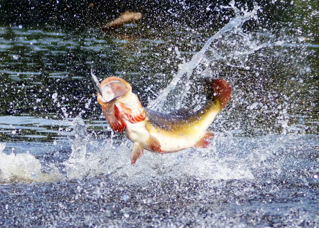 baramundi-vietnam-fishing-tours-trips-travel-anglers